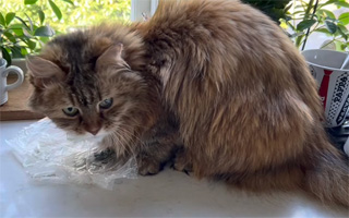 Sibirisk katt Epsilon